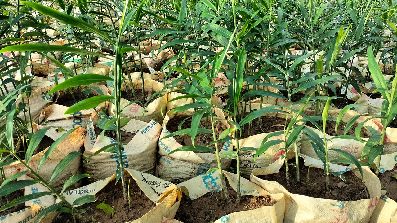 বস্তা পদ্ধতিতে আদা চাষ। ছবি : কালবেলা