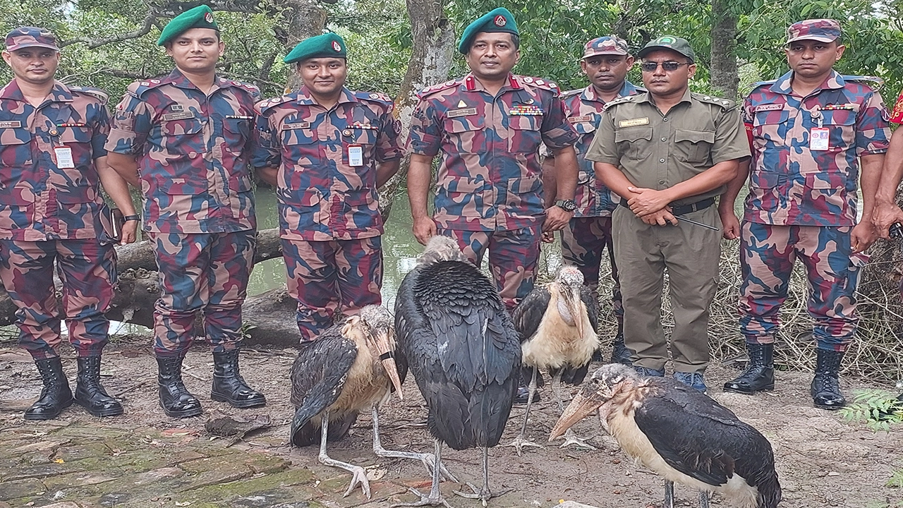 সুন্দরবনের সাতক্ষীরা রেঞ্জের কলাগাছিয়া এলাকায় মদনটাক অবমুক্ত করে বিজিবি। ছবি : কালবেলা