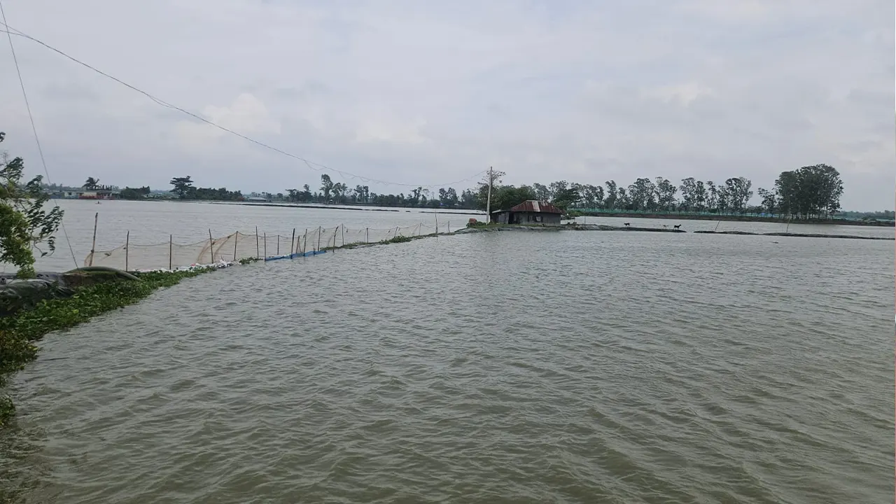তলিয়ে গেছে ৭ হাজার মাছের ঘের। ছবি : কালবেলা