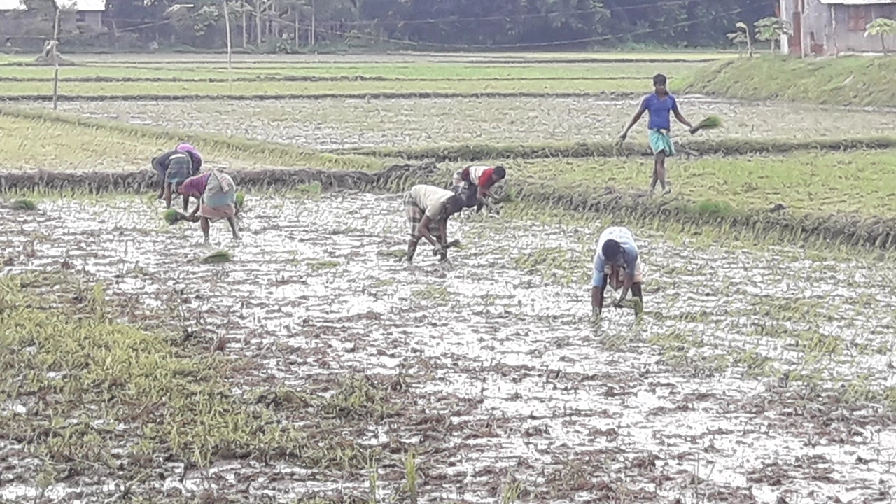 আমন ধানের চারা রোপণ করছেন নেত্রকোনার কৃষকরা। ছবি : কালবেলা