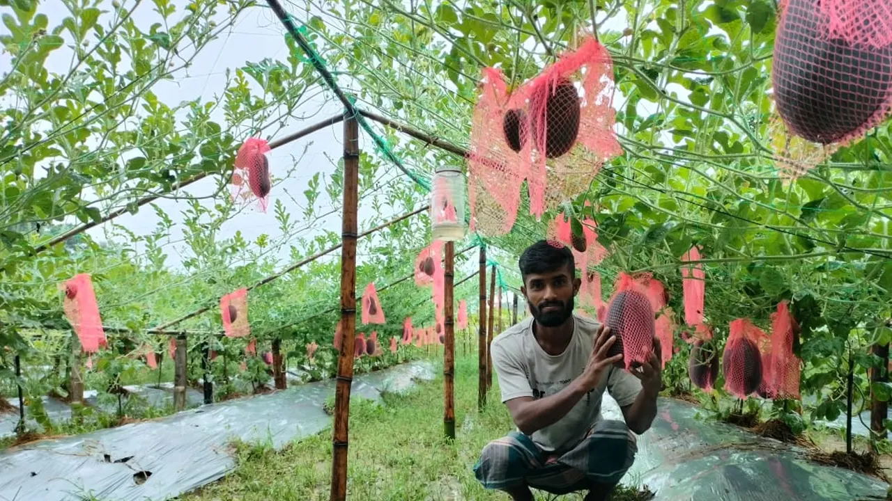 নিজের তরমুজ ক্ষেতে সাইফুল ইসলাম। ছবি : কালবেলা