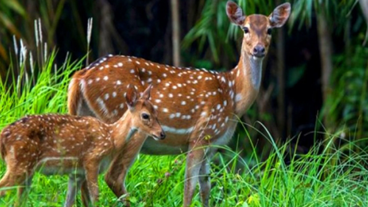 সুন্দরবনে চরে বেড়াচ্ছে হরিণ। ছবি : সংগৃহীত