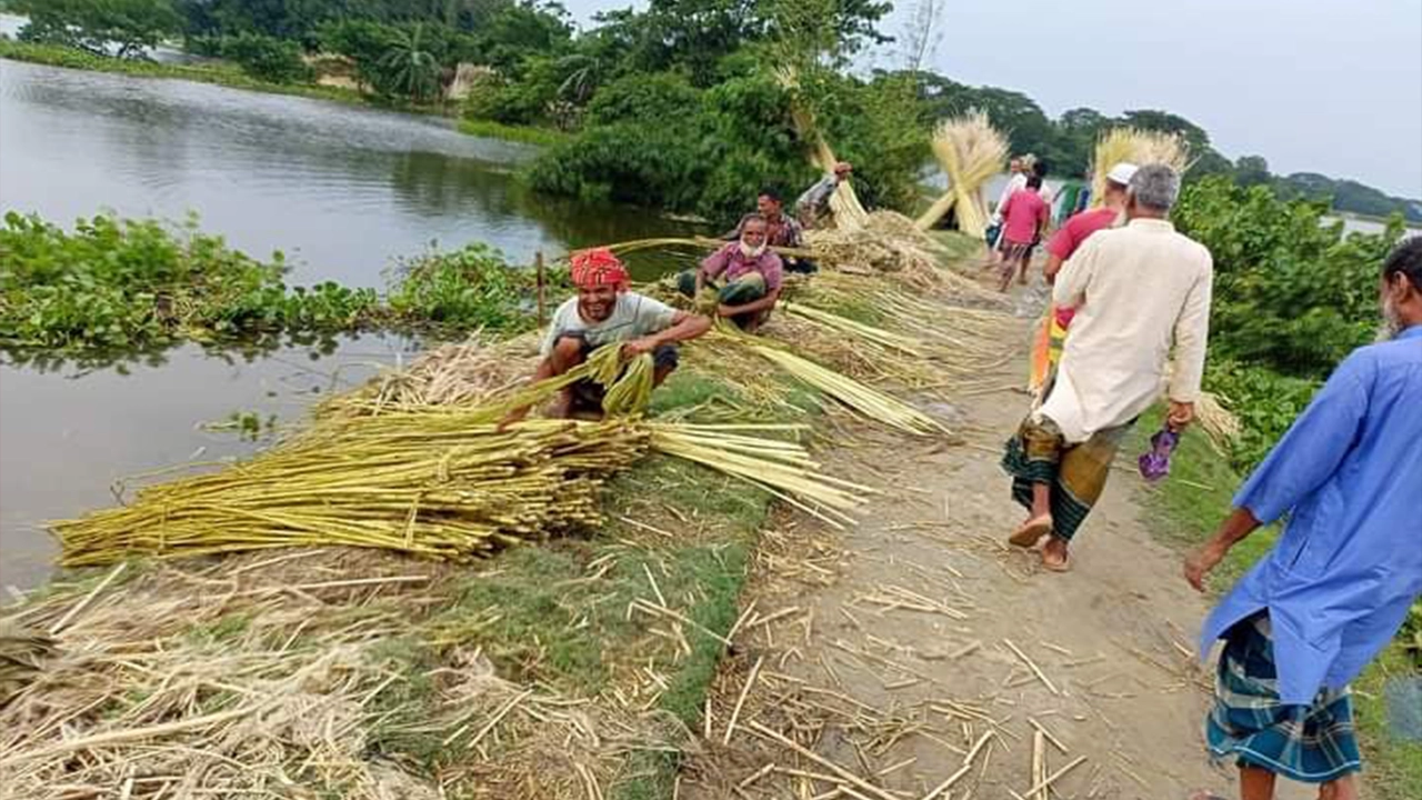 নেত্রকোনার কেন্দুয়ায় কৃষকরা পাটের আঁশ ছাড়াতে ও শুকানোতে ব্যস্ত কৃষকরা। ছবি : কালবেলা