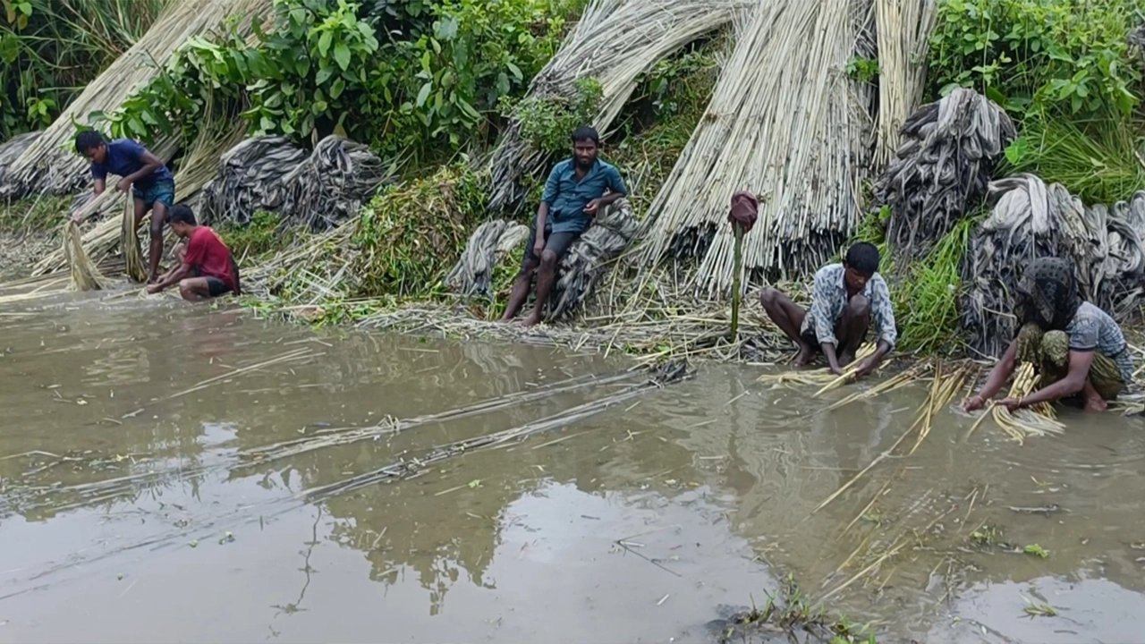 কুড়িগ্রামে পাটে জাঁক দিচ্ছেন পাটচাষিরা। ছবি : কালবেলা