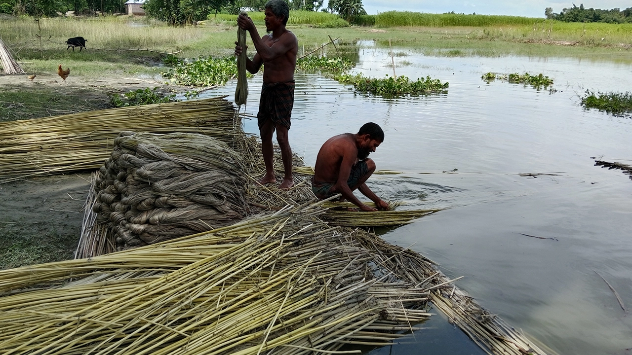 পাটের আঁশ ছাড়াচ্ছেন কৃষকরা। ছবি : কালবেলা
