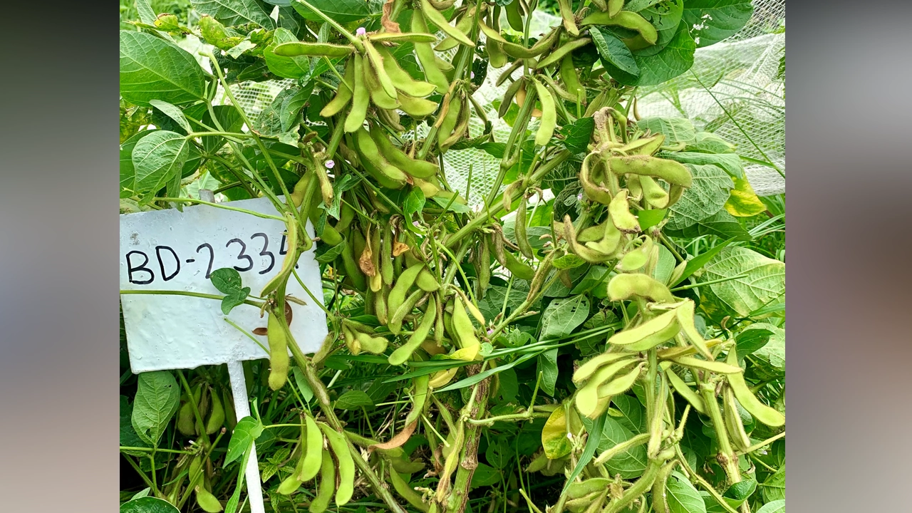 উদ্ভাবন করা উচ্চফলনশীল সয়াবিন। ছবি : কালবেলা