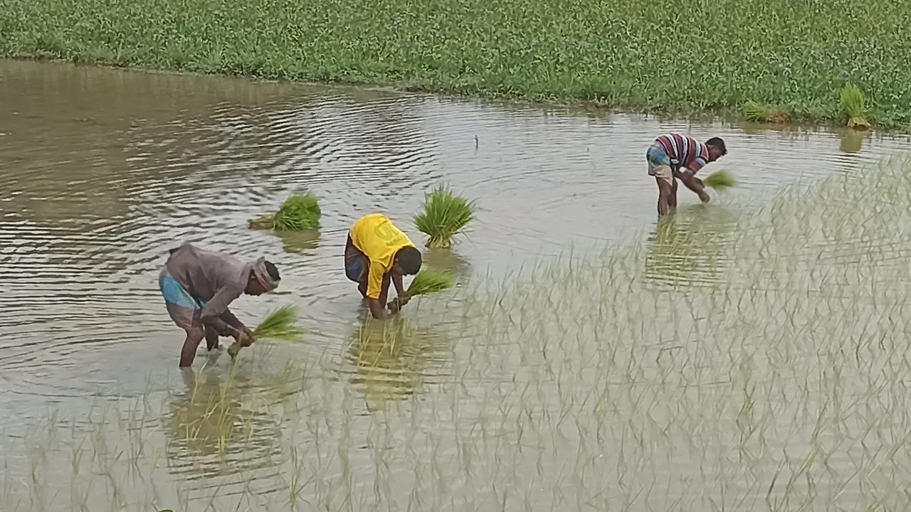 বৃষ্টির পানি জমে আবাদ উপযোগী হওয়ায় জমিতে ব্যস্ত সময় পার করছেন ব্রাহ্মণপাড়ার চাষিরা। ছবি : কালবেলা
