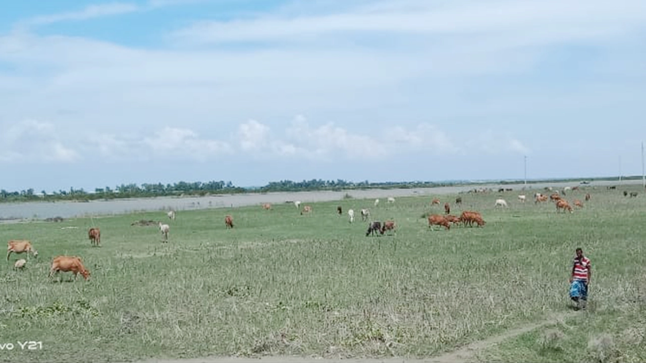 গোয়ালন্দ উপজেলার রাখালগাছি মাঠে গরু, ছাগল ও ঘোড়া ঘাস খাচ্ছে। ছবি : কালবেলা