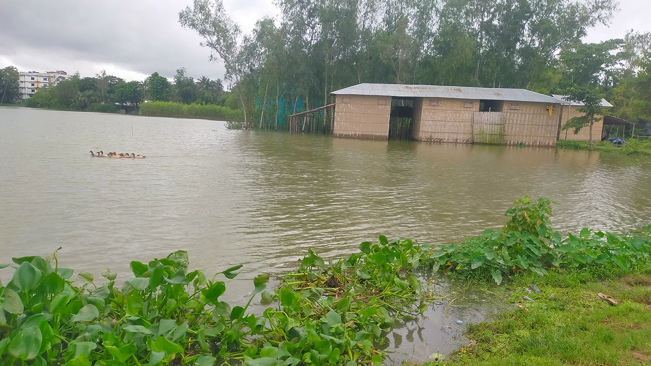 চকরিয়া উপজেলার কৈয়ারবিল ইউনিয়নে পানির নিচে আমন ফসলের মাঠ। ছবি : কালবেলা 