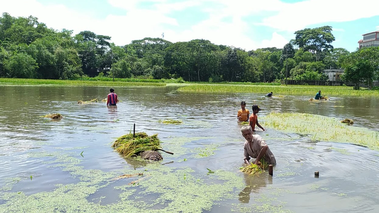 পানির নিচ থেকে ধান তুলতে মরিয়া কৃষক। ছবি : কালবেলা