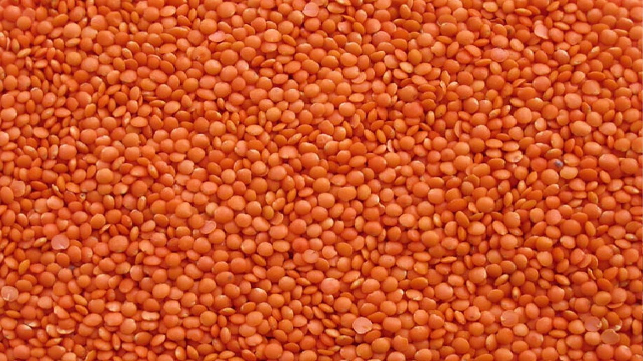 মসুর ডাল। ছবি : সংগৃহীত