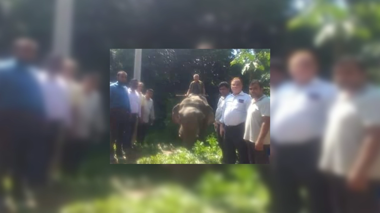 কুমিল্লার দেবিদ্বার থেকে নির্যাতনের শিকার হাতিটি উদ্ধার করেছে বন বিভাগ। ছবি : সংগৃহীত