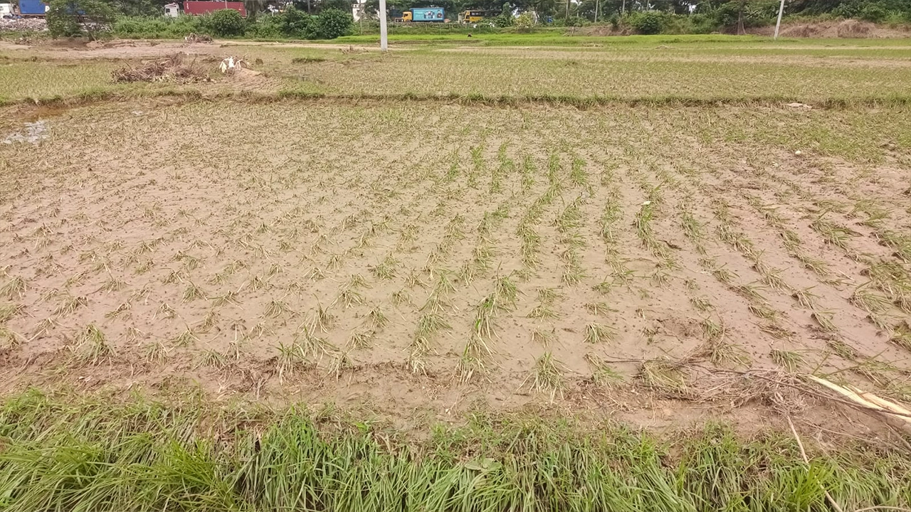 পৌরসভা চান্দিশকরা গ্রামে বন্যায় তলিয়ে গেছে রোপা আমন ক্ষেত। ছবি : কালবেলা