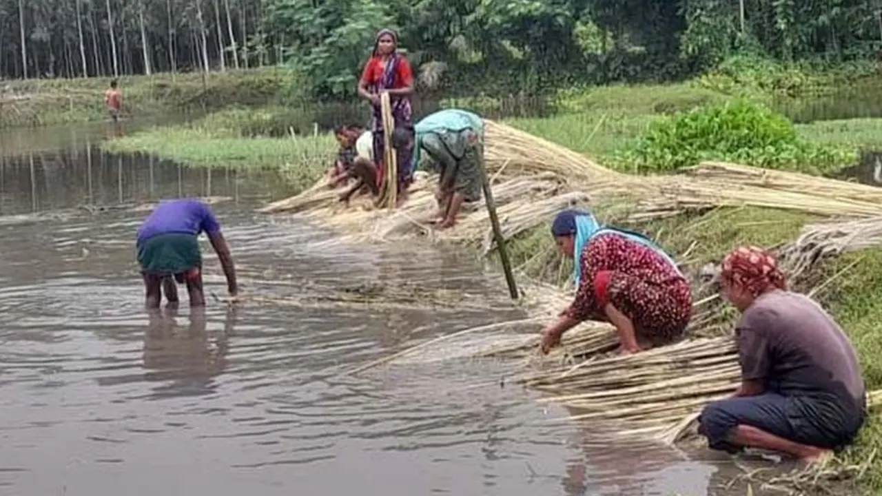 পাটগাছ থেকে আঁশ ছড়াচ্ছেন ঠাকুরগাঁওয়ের হরিপুরের কৃষকরা। ছবি : কালবেলা