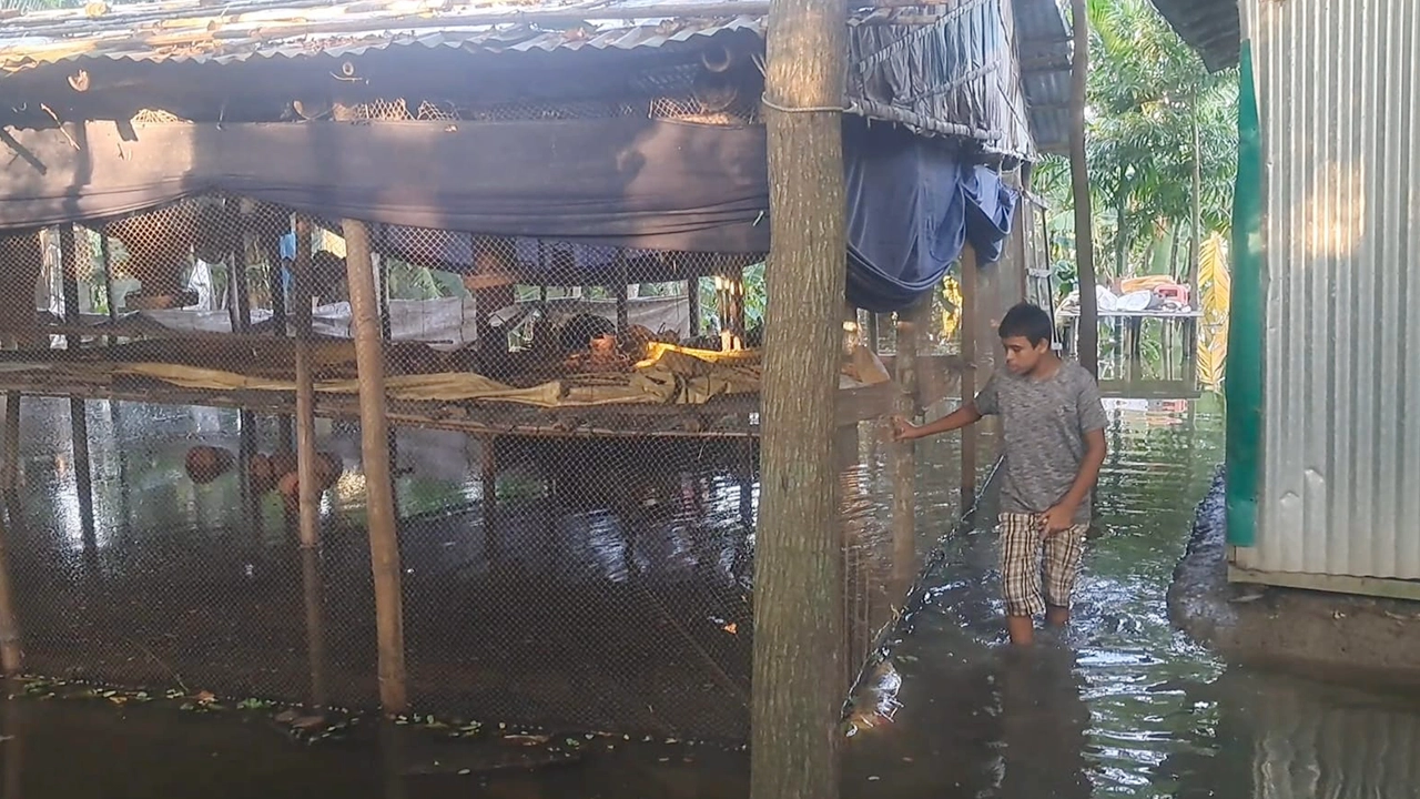 চাঁদপুর সদরের চান্দ্রায় পানিতে ডুবে রয়েছে মুরগির খামার। ছবি : কালবেলা