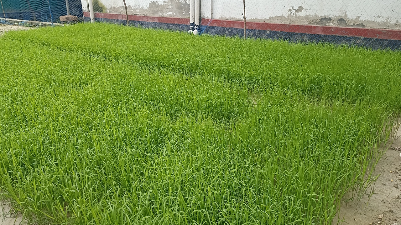 কুমিল্লার ব্রাহ্মণপাড়ায় নির্মাণাধীন ভবনের মেঝেতে আমনের বীজতলা। ছবি : কালবেলা