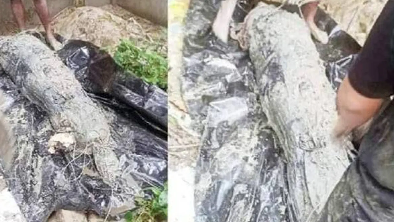 দাফনের ২৯ দিন পর ভোলার কবর থেকে উত্তোলন করা লাশ। ছবি : কালবেলা