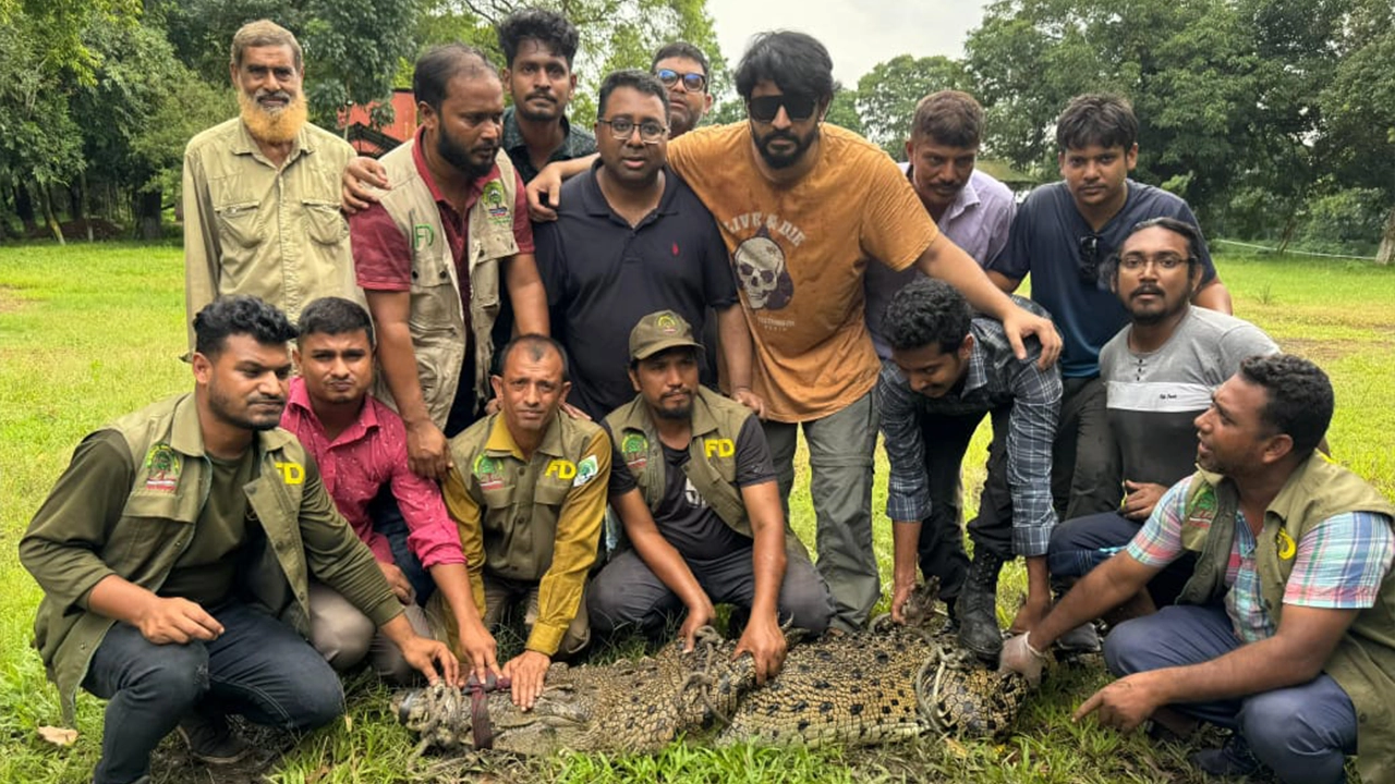 উদ্ধার করা কুমির। ছবি : কালবেলা