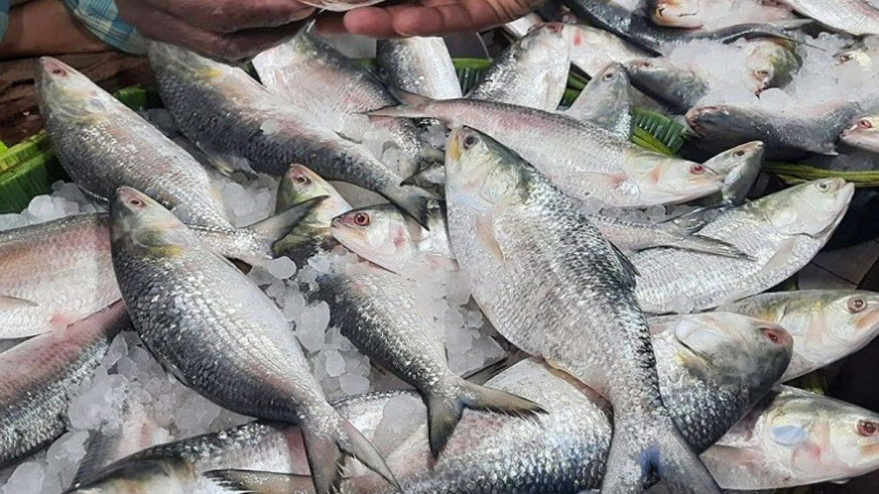 ইলিশ। ছবি : সংগৃহীত