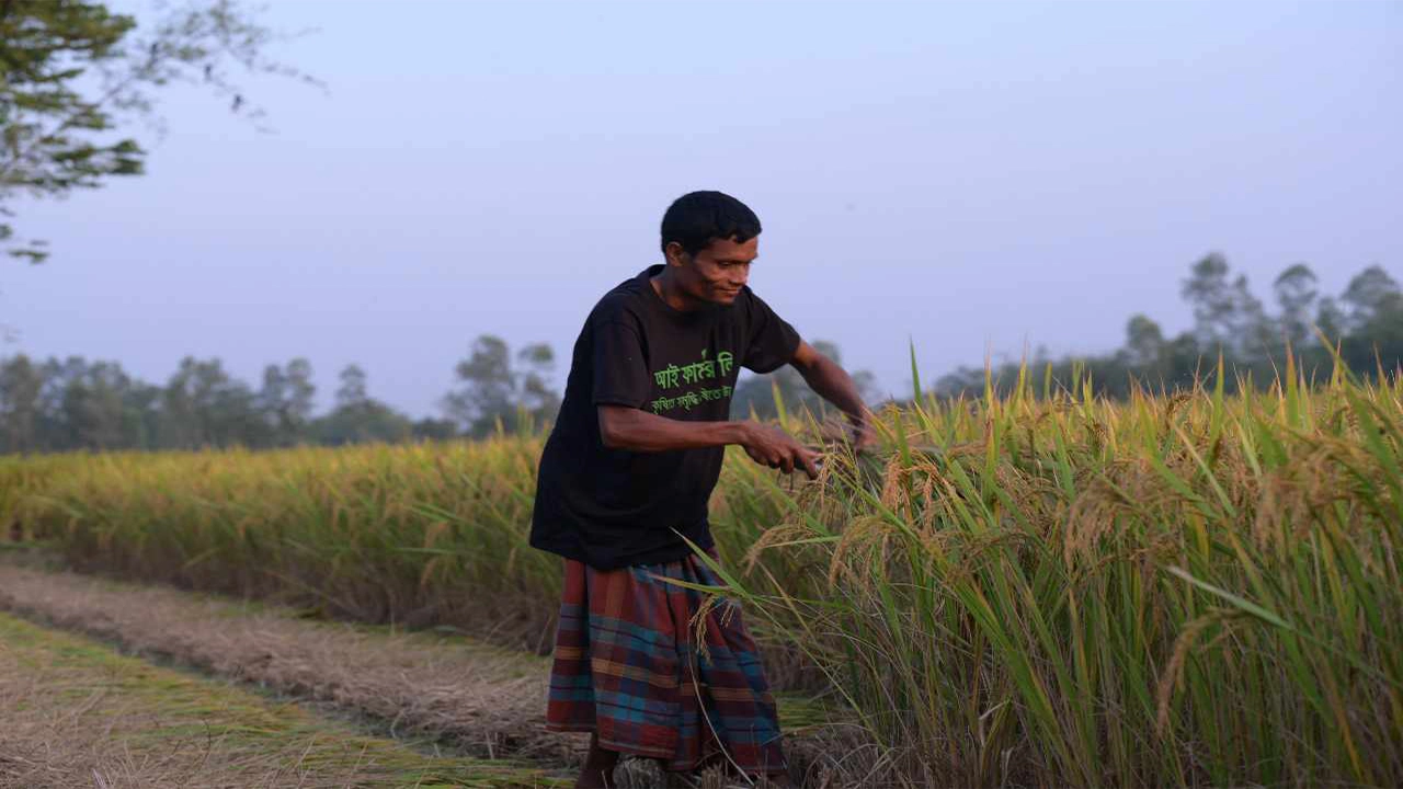 ধান কাটছেন কৃষক। ছবি: সংগৃহীত