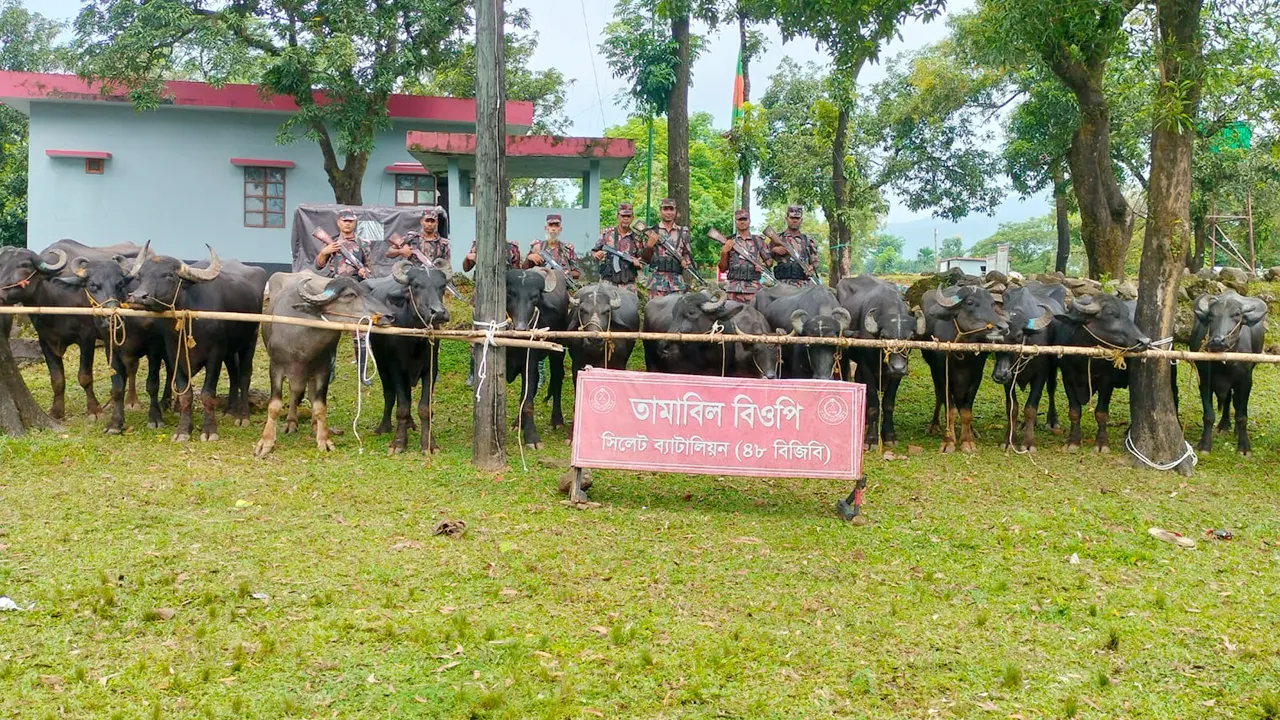 আটককৃত মহিষের পাল। ছবি : সংগৃহীত