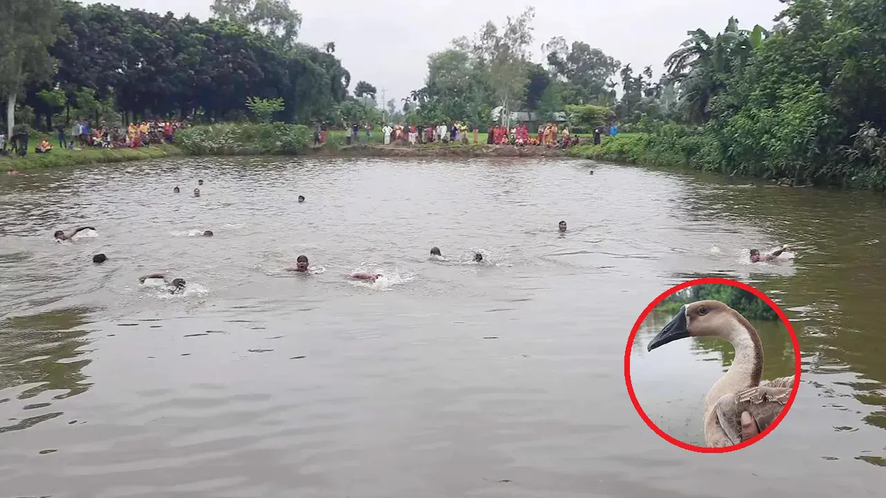 ঠাকুরগাঁওয়ে ঐতিহ্যবাহী হাঁস খেলা দেখতে মানুষের ঢল। ছবি : কালবেলা