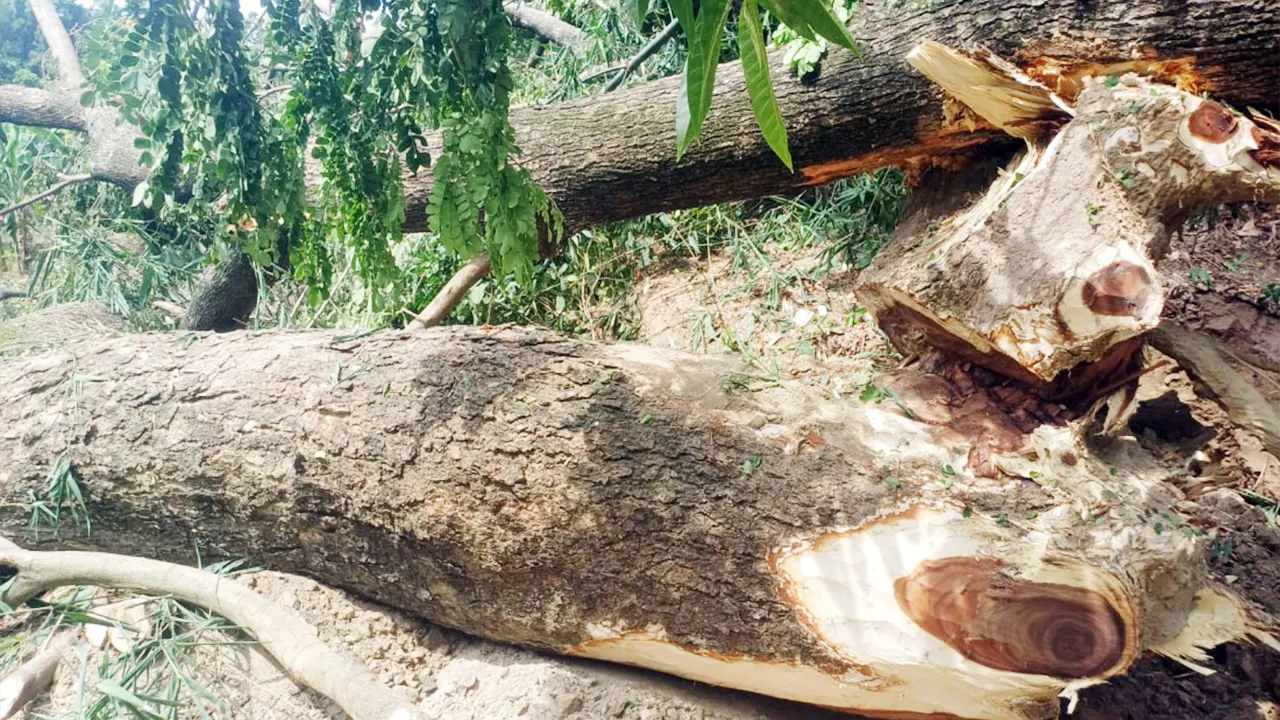 ঝিনাইদহের হরিণাকুণ্ডুতে পানি উন্নয়ন বোর্ডের কাটা গাছ। ছবি : কালবেলা