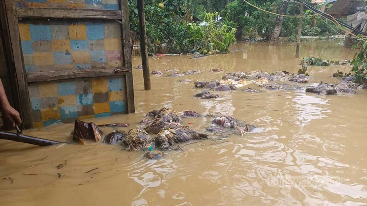 পোলট্রি ফার্মের মোরগ পানিতে ভেসে মারা গেছে। ছবি : কালবেলা