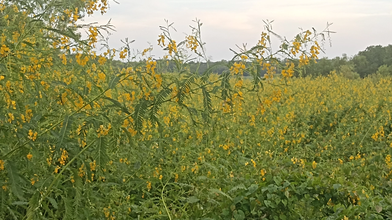 ব্রাহ্মণপাড়ায় বন্যার থইথই পানিতে মুগ্ধতা ছড়াচ্ছে ধইঞ্চা ফুল। 