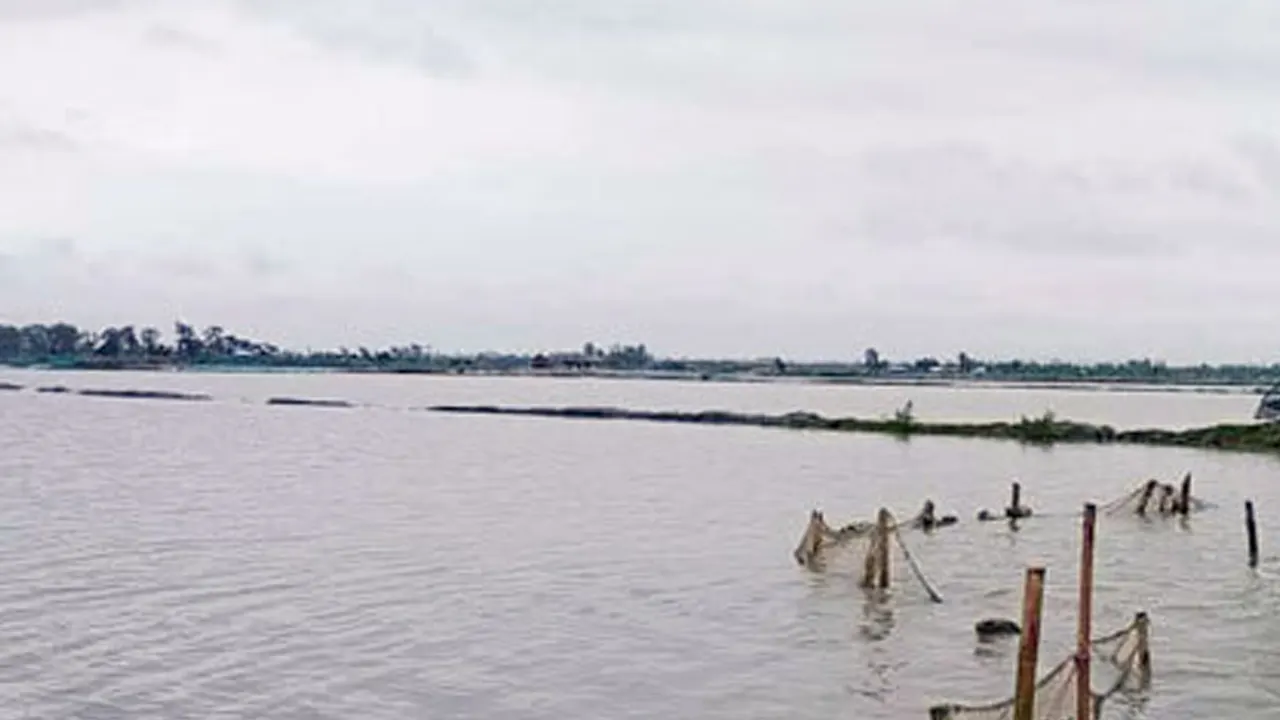 বন্যায় ভেসে গেছে মাছ। ছবি : সংগৃহীত