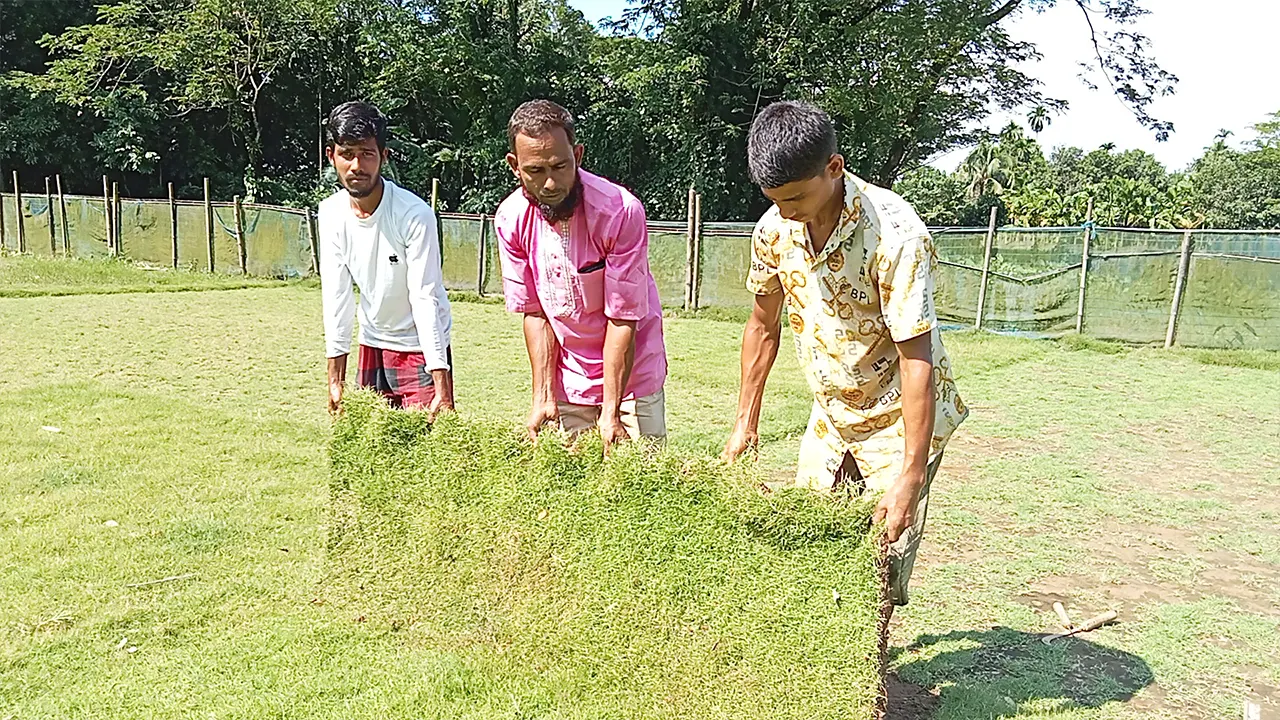‘লন কার্পেট’ ঘাস চাষ করে স্ববালম্বী কমলাকান্দার চাষি। ছবি : কালবেলা