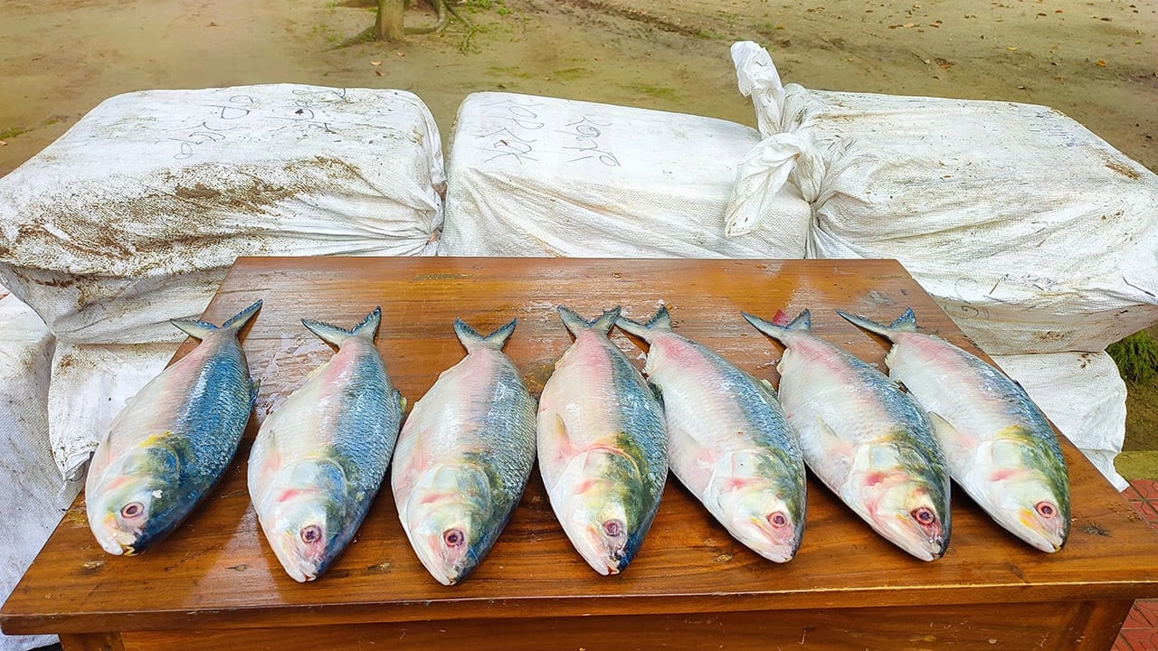 বিজিবি কর্তৃক জব্দকরা ইলিশ। ছবি : কালবেলা