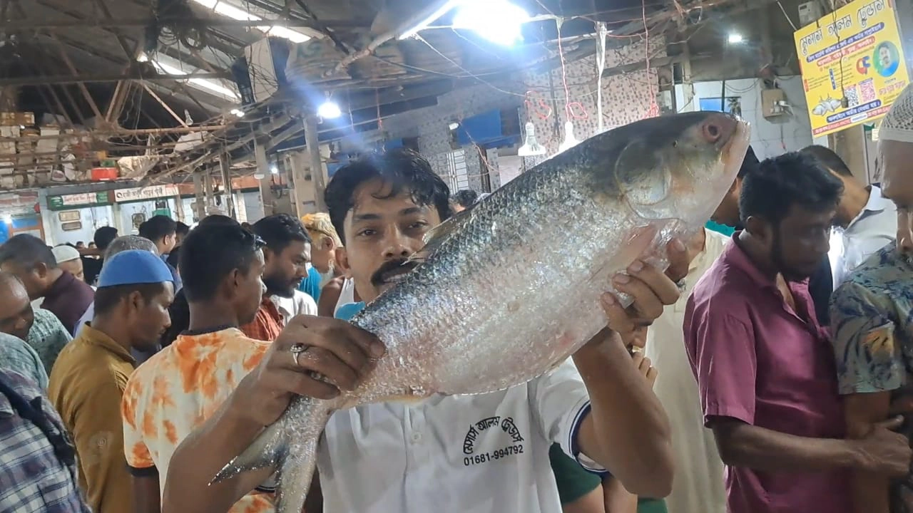 চাঁদপুরের ইলিশ। ছবি : কালবেলা