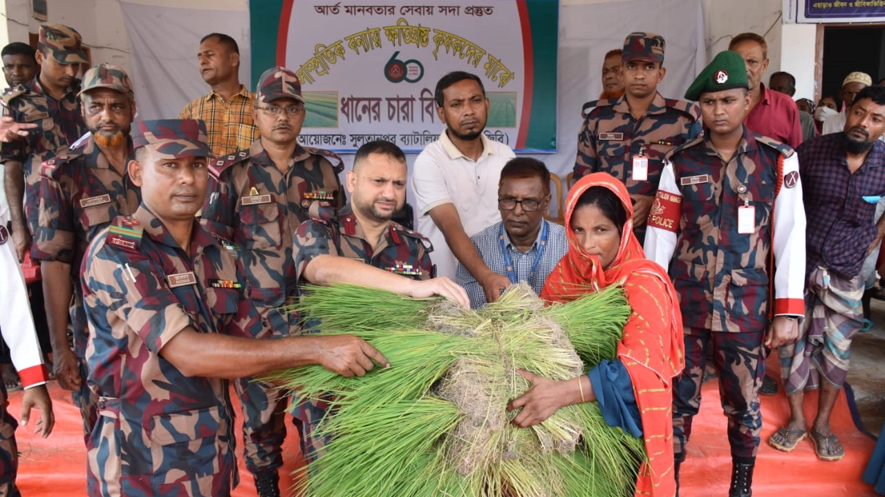 বন্যায় ক্ষতিগ্রস্তদের মধ্যে ধানের চারা বিতরণ করে বিজিবি। ছবি : কালবেলা