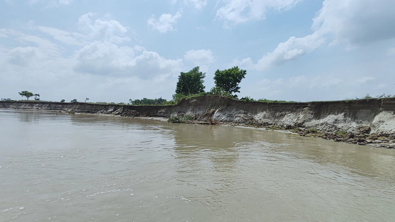 কুষ্টিয়ার ভেড়ামারায় পদ্মা নদীর ভাঙনের একটি চিত্র। ছবি : কালবেলা