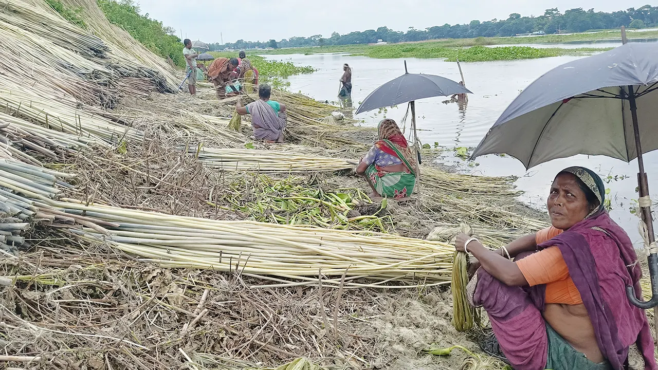পাটকাঠি থেকে আঁশ ছাড়ানোর কাজ করছেন কৃষাণীরা। ছবি : কালবেলা