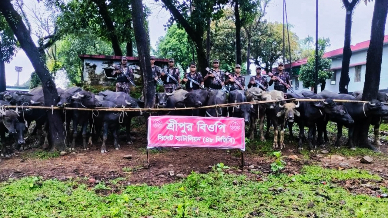 বিজিবির অভিযানে ভারত থেকে বাংলাদেশের অভ্যন্তরে প্রবেশের পর ৩২টি ভারতীয় মহিষ আটক। ছবি : কালবেলা