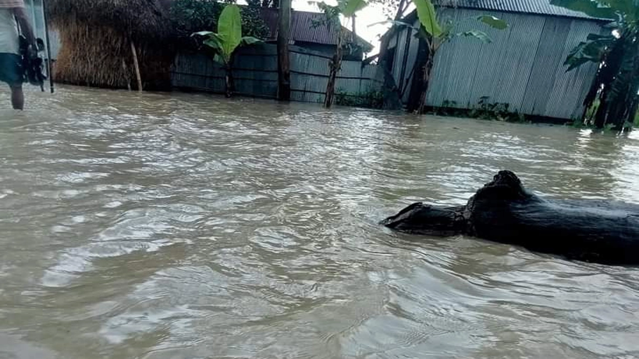 আঙ্গরপোতা-দহগ্রামের বাড়িঘরে ঢুকে পড়েছে পানি, তলিয়ে গেছে রাস্তাঘাট। ছবি : কালবেলা