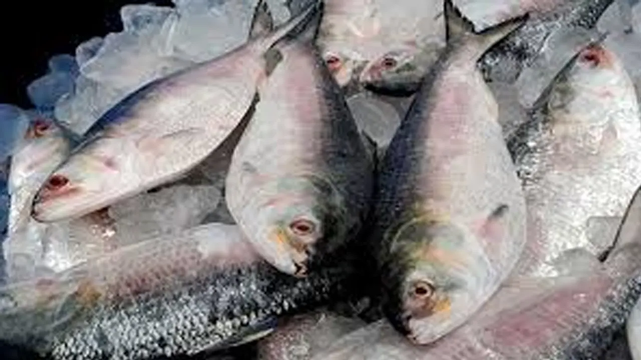ইলিশ মাছ । ছবি : সংগৃহীত