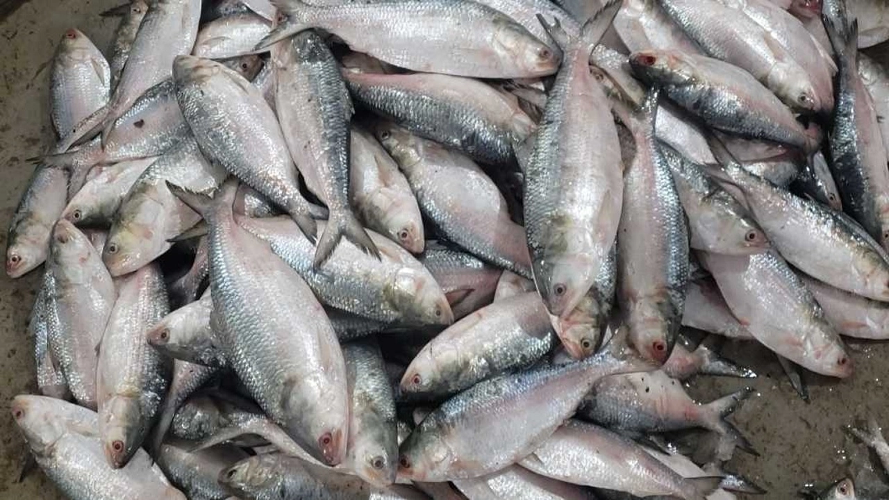 ইলিশ মাছ। পুরোনো ছবি