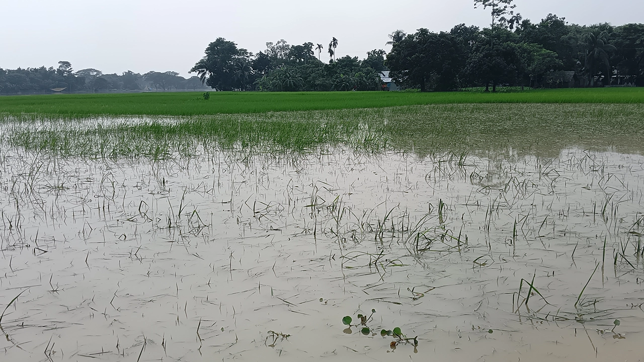 নেত্রকোনায় বন্যার পানিতে ফসলের ব্যাপক ক্ষয়ক্ষতি। ছবি : কালবেলা