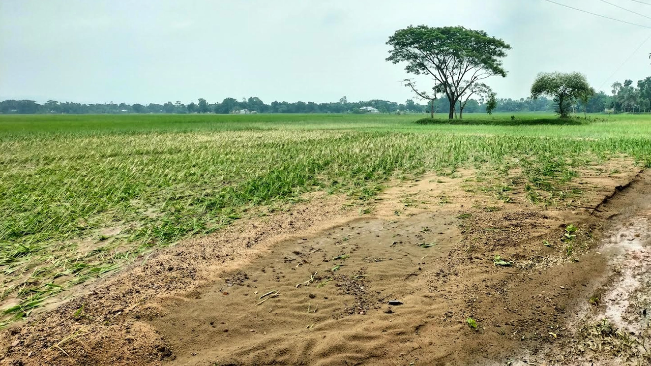 বন্যার পানিতে ডুবে নষ্ট হয়ে যায় ফসল। ছবি : কালবেলা