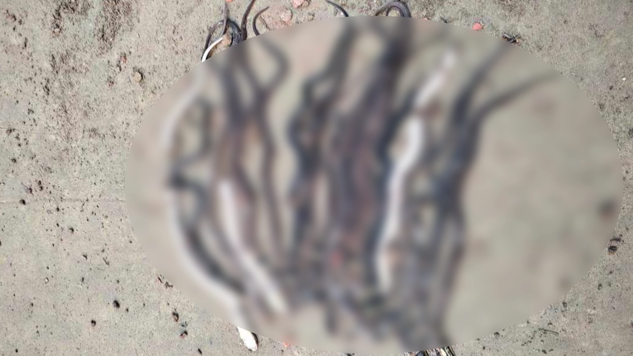 গোখরা সাপগুলো মেরে ফেলা হয়েছে। ছবি : কালবেলা