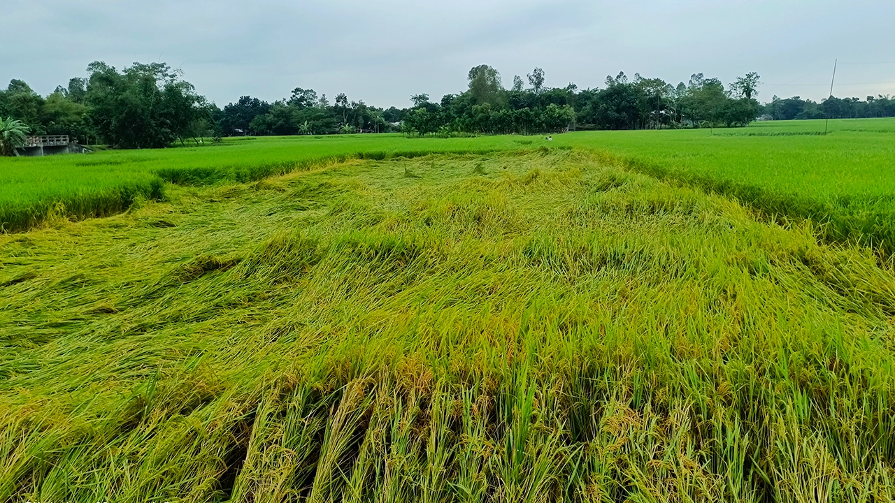 ঘূর্ণিঝড় দানার প্রভাবে দিনাজপুরের খানসামার নেউলা গ্রামে আমন ধান গাছগুলো হেলে পড়েছে। ছবি : কালবেলা