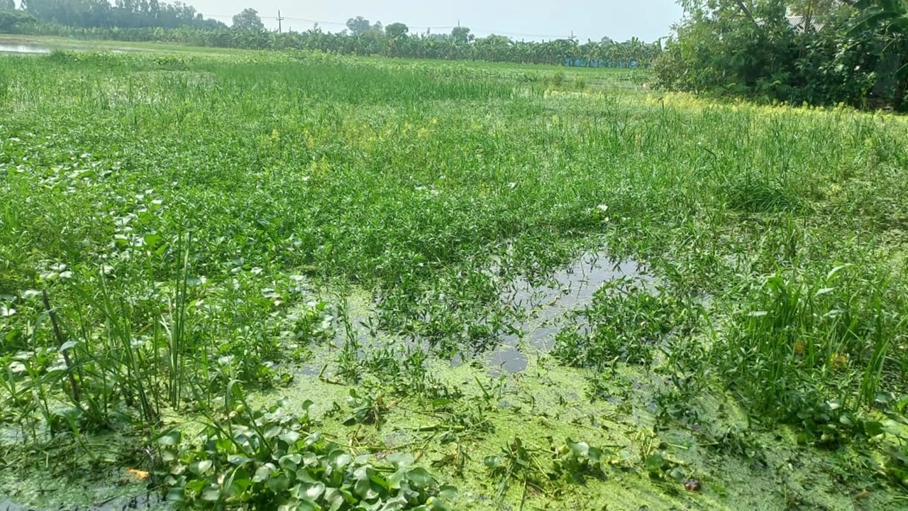সিরাজগঞ্জের তাড়াশে জলাবদ্ধতায় তিন ডুবে আছে তিন ফসলি জমি। ছবি : কালবেলা