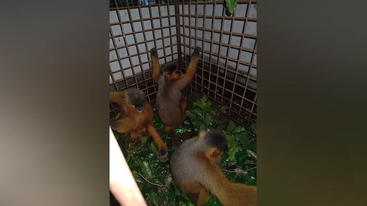 উদ্ধার হওয়া মুখপোড়া হনুমান। ছবি : সংগৃহীত