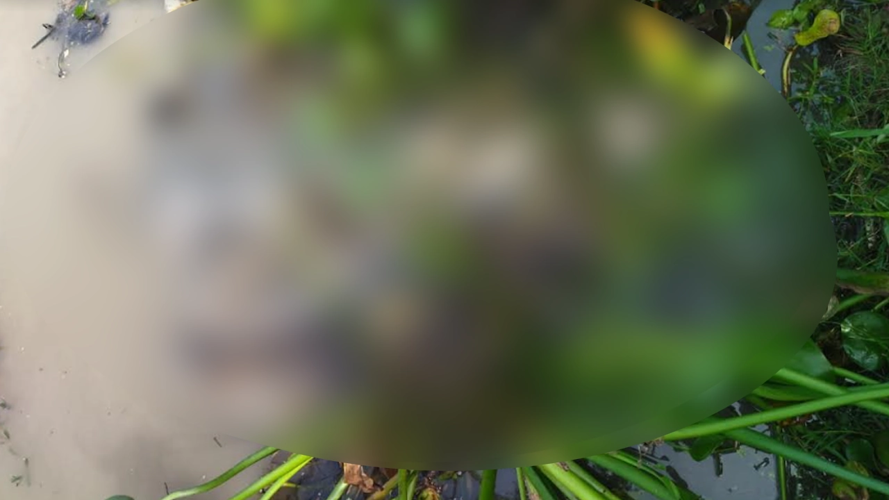 বিলের কচুরিপানার ভেতর থেকে অজ্ঞাতপরিচয় মানুষের কঙ্কাল উদ্ধার করেছে পুলিশ। ছবি : কালবেলা