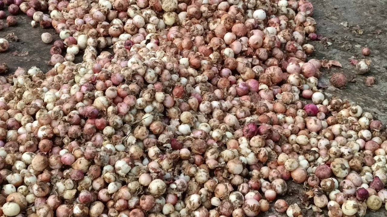 ভারত থেকে আসা পেঁয়াজ। ছবি : কালবেলা