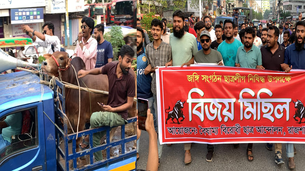 রাজশাহীতে গরু নিয়ে মিছিল। ছবি : কালবেলা