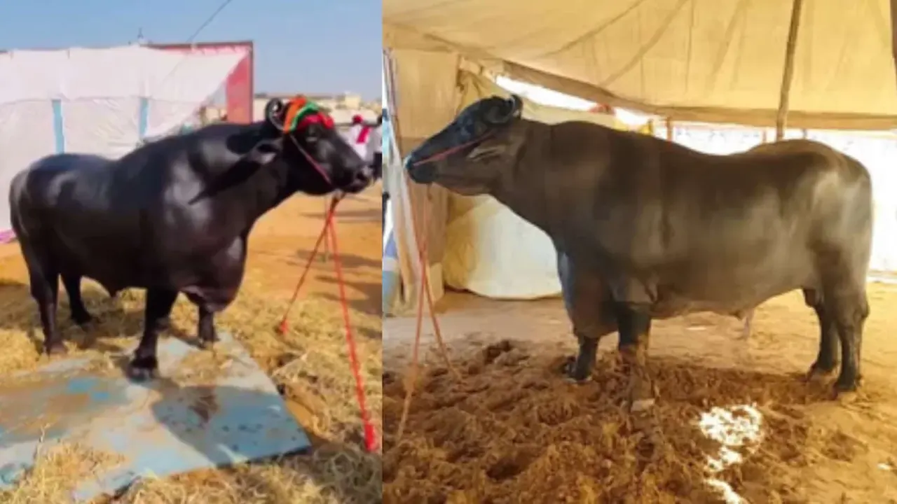১৫০০ কেজি ওজনের মহিষ, যার নাম ‘আনমোল’। ছবি : সংগৃহীত।
